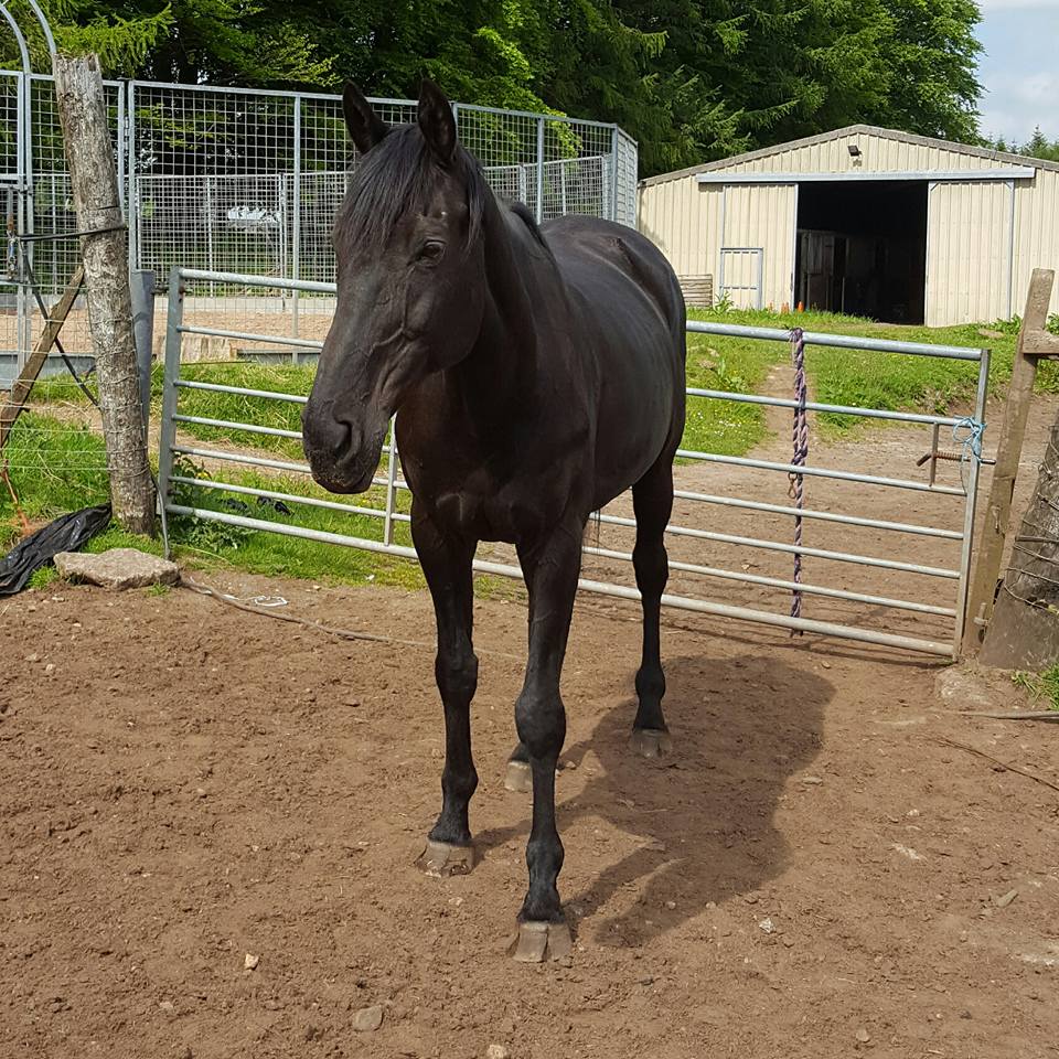 Votre cheval souffre-t-il de fissures dans les sabots ? Pieds nus peut être la réponse !