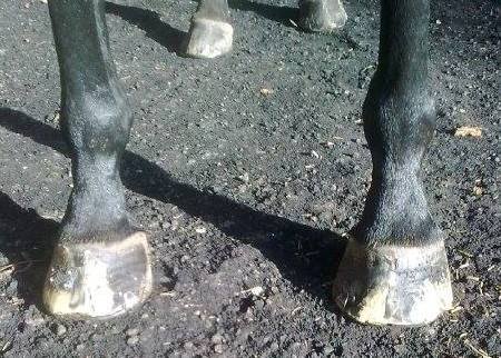 Votre cheval souffre-t-il de fissures dans les sabots ? Pieds nus peut être la réponse !