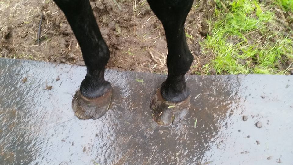 Is Your Horse Struggling with Cracks in Their Hooves? Barefoot may be the Answer!