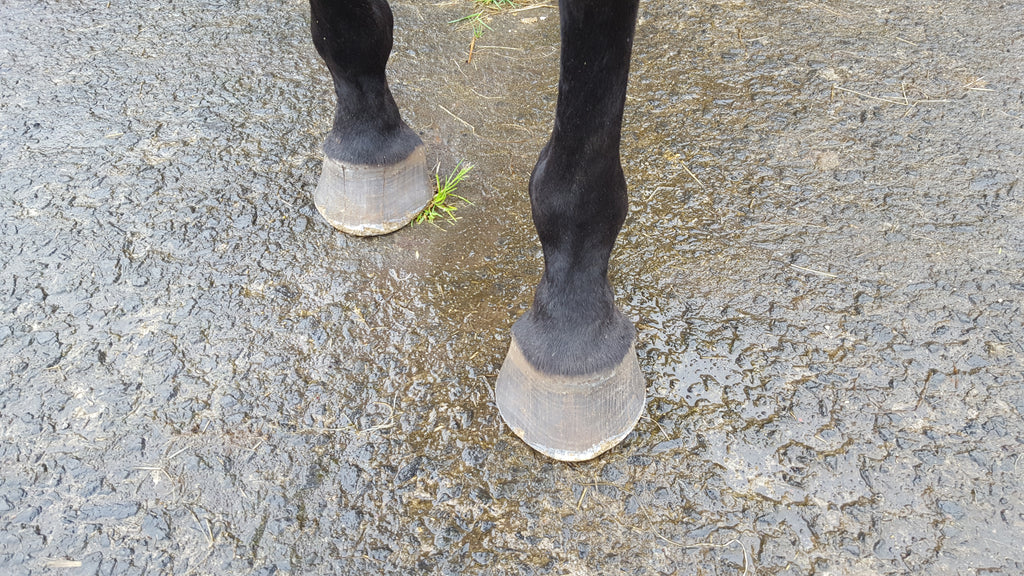 Votre cheval souffre-t-il de fissures dans les sabots ? Pieds nus peut être la réponse !