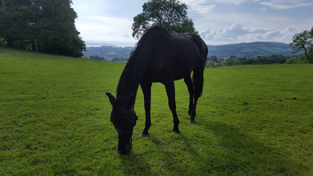 Votre cheval souffre-t-il de fissures dans les sabots ? Pieds nus peut être la réponse !