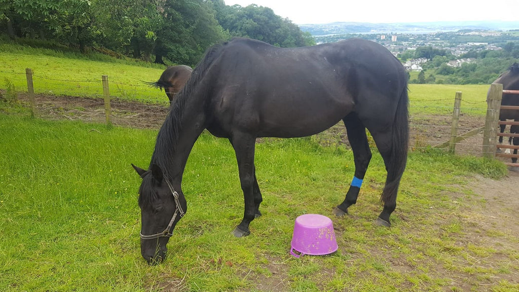 Is Your Horse Struggling with Cracks in Their Hooves? Barefoot may be the Answer!