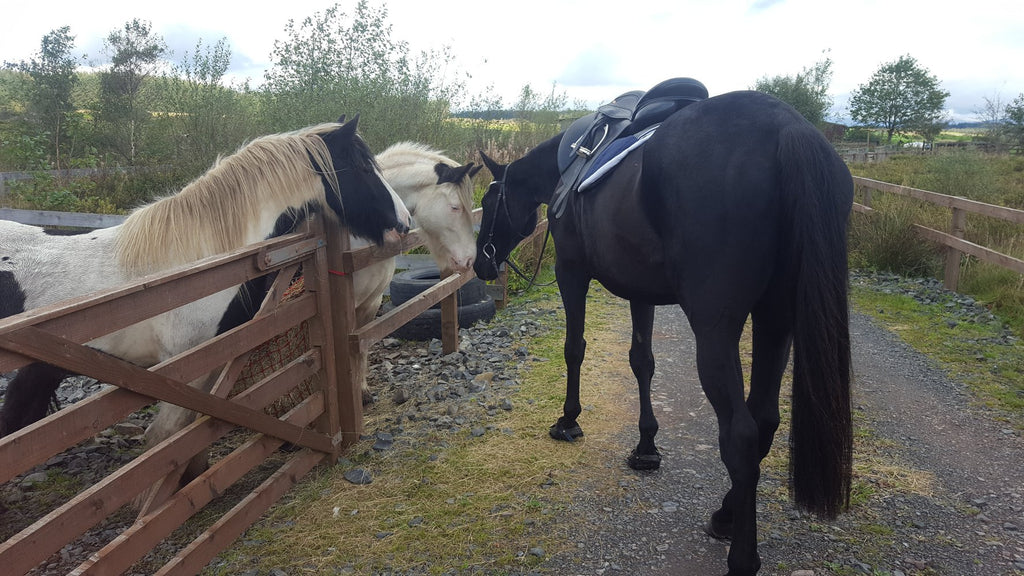 Votre cheval souffre-t-il de fissures dans les sabots ? Pieds nus peut être la réponse !