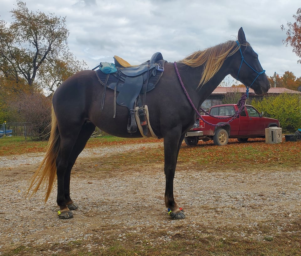 Gaited horse in scoot boots