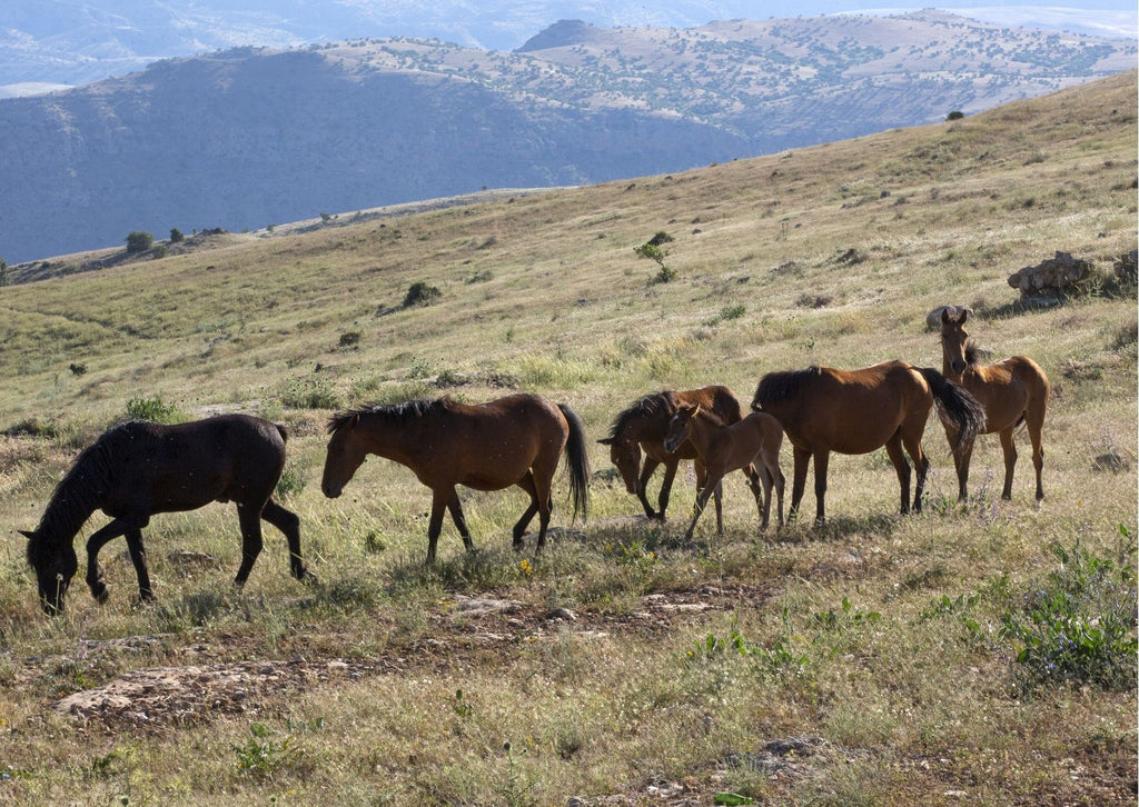 Wild horses move Scoot Boots