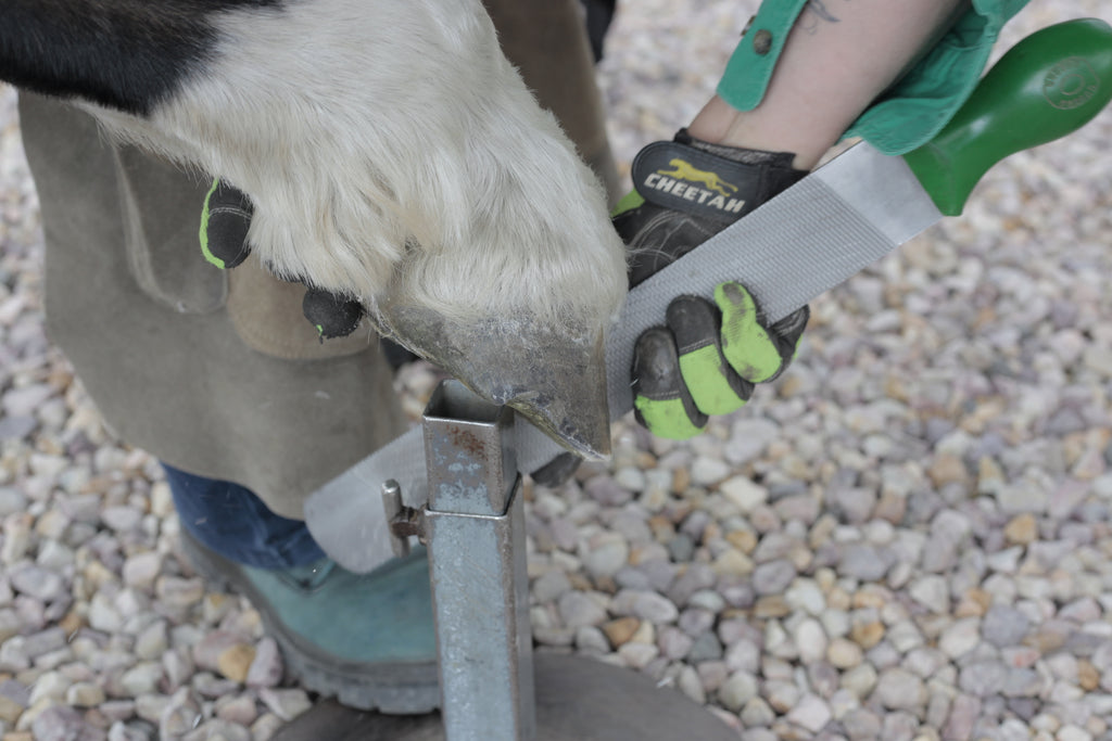 A barefoot trimmer rasping a horse's hoof wall