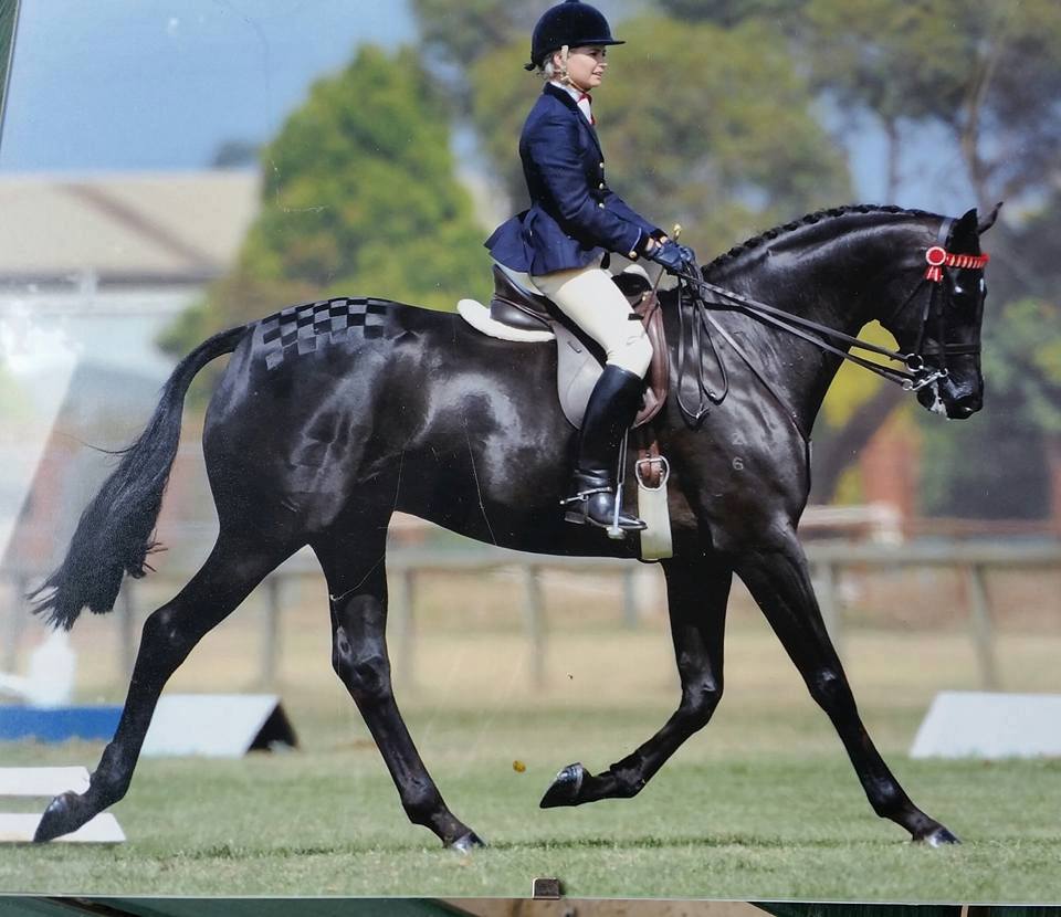 Un cheval noir monté dans un concours de dressage