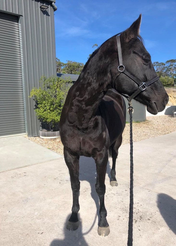 A black, barefoot horse posing in the sun