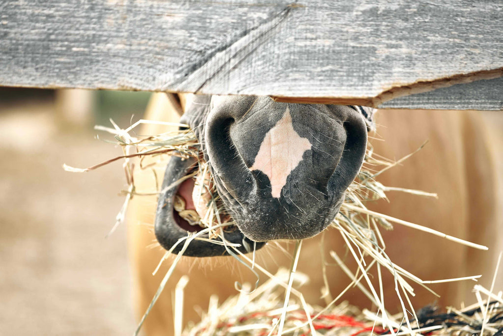 Horse eating hay scoot boots