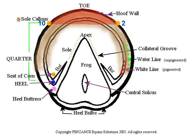 A diagram of the anatomy of a horse's hoof