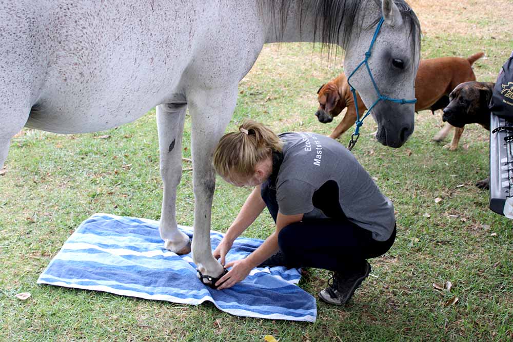 A white horse being fitted up with Scoot Boots