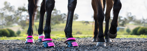 Deux chevaux noirs portant des Scoot Boots roses sur du gravier