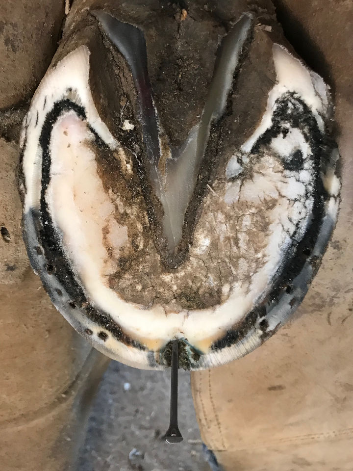 White Line Disease Hoof