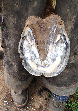 White Line Disease Hoof