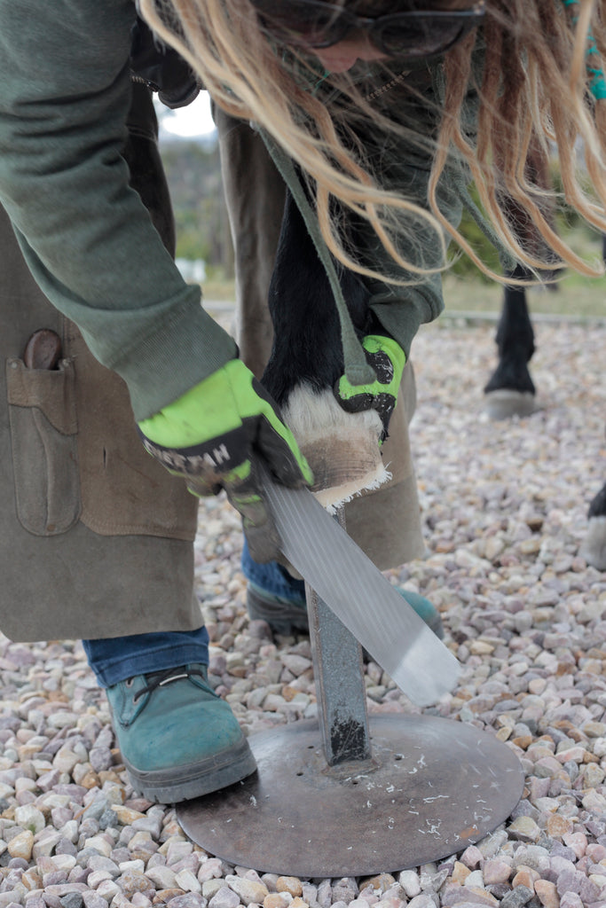 Un pareur pieds nus utilisant une râpe sur la paroi du sabot d'un cheval