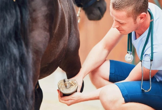 barefoot equine vet