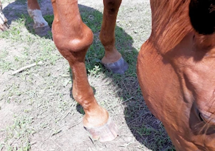 equine arthritis