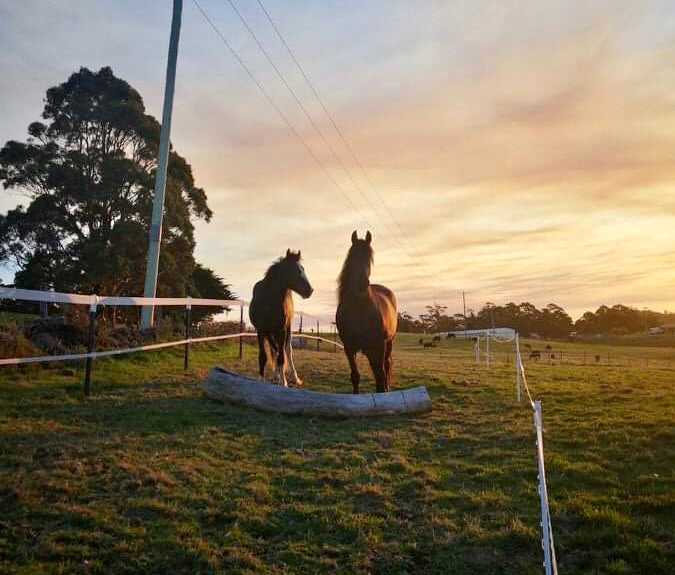 Horses on track system