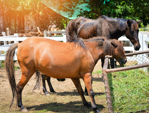 Early Signs of Laminitis and Effective Treatment