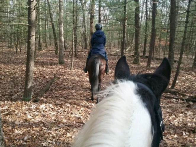 Lola bitless trailriding