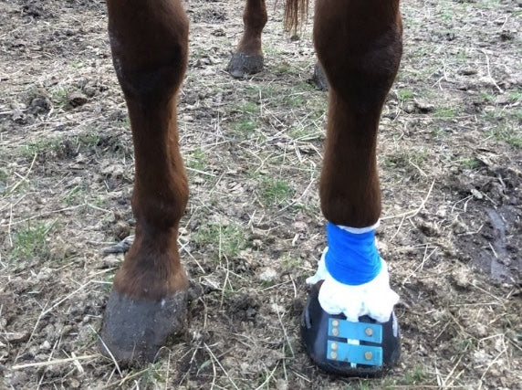 Scoot Boots used to keep poultice in place