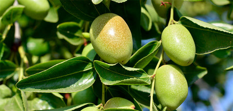 jojoba oil