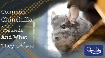 what temperature is too hot for a chinchilla