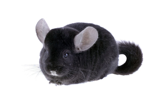 chinchilla care