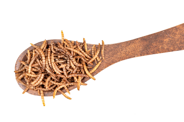 A wooden spoon full of mealworms