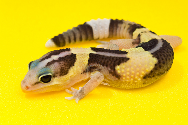 African Fat-tailed Gecko