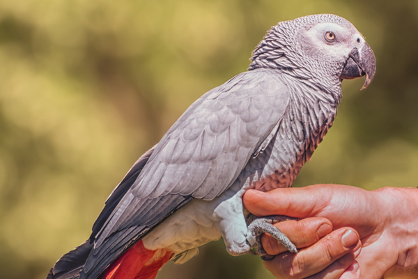 African Grey Parrots