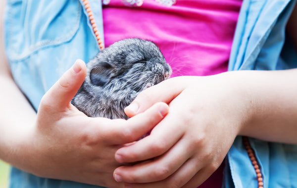 Baby chinchilla held by a child