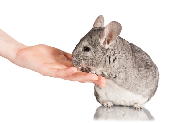 Baby chinchilla with human's hand