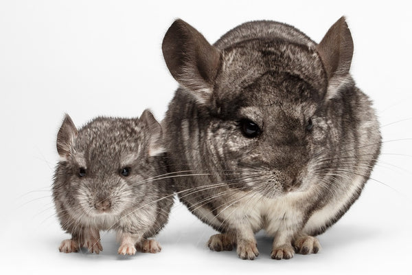 Baby chinchilla with mother
