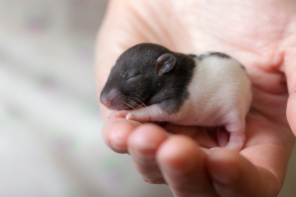 Baby rat on a human hand