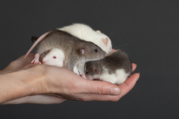 Baby rats on a human hand