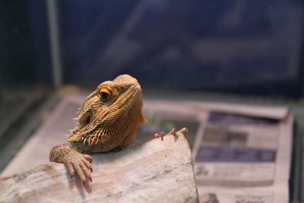 Bearded Dragon