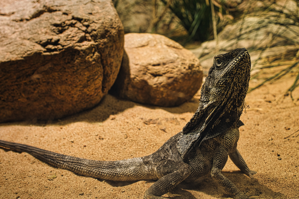 Bearded Dragon in natural habitat