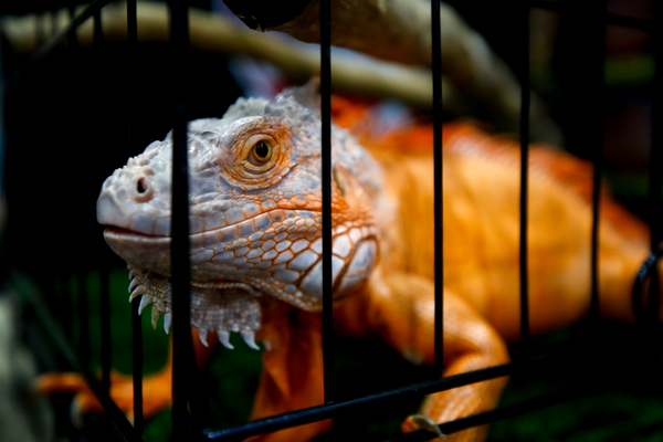 Bearded dragon in cage