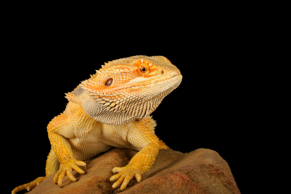 Bearded dragon on a rock