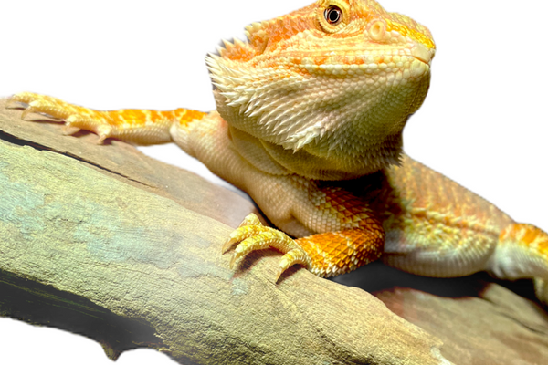 Bearded dragon on a textured rock