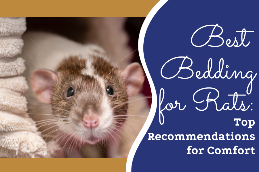 Best Bedding for Rats Top Recommendations for Comfort