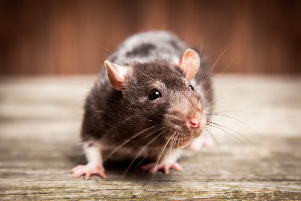 Brown rat on a wooden platform