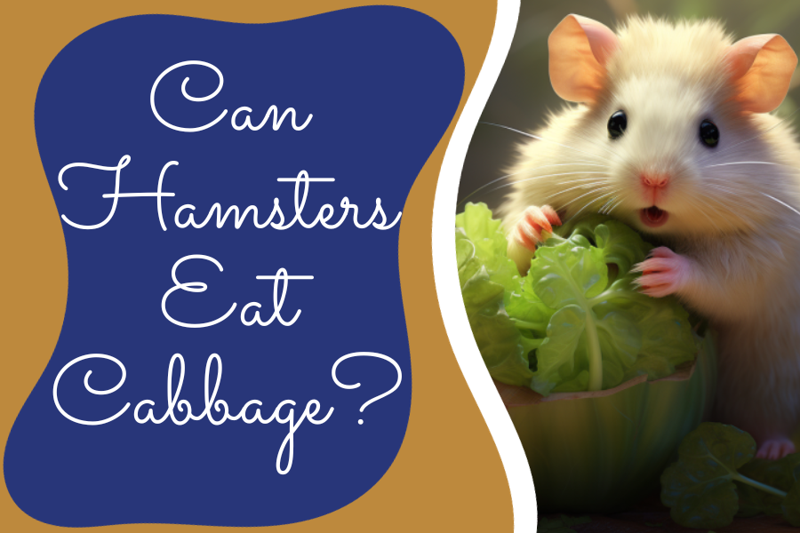 Can Hamsters Eat Cabbage_ Myths, Facts, and Must-Know Tips