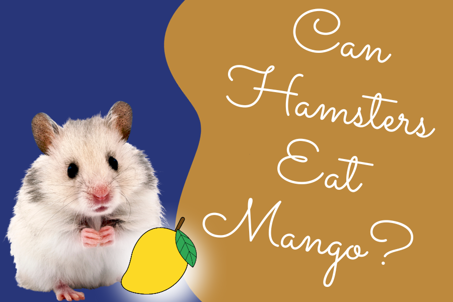 Can Hamsters Eat Mango_ Myths, Facts, and Must-Know Tips