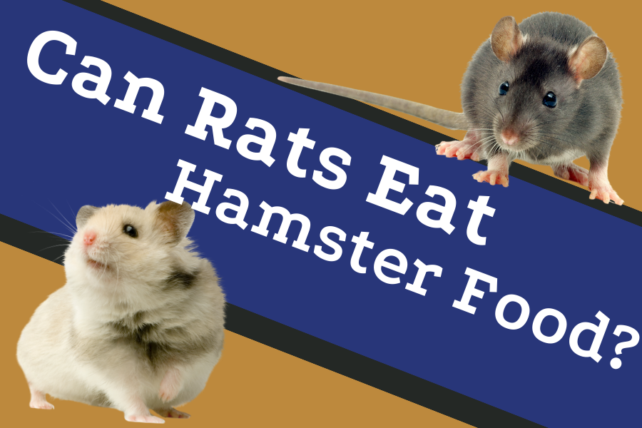 Can rats Eat hamster food