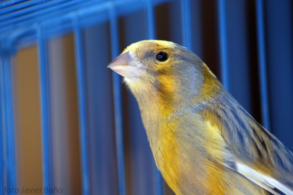 Canaries