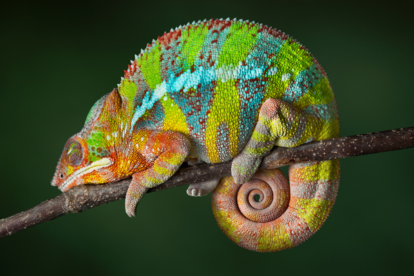 Chameleon