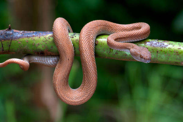 Children's Python