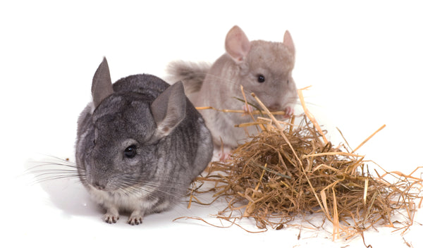 Two chinchillas eating hay